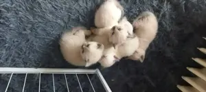 BKH 5 Babys Silverschadet und Bluepoint 