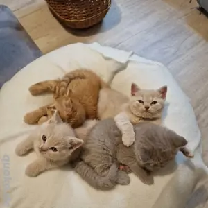 BKH Kitten mit Stammbaum 
