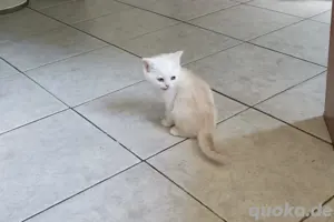 BKH Kitten 