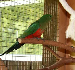 Königssittiche aus 2024 2025