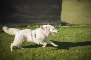 Wer schenkt Elliot ein Zuhause? Bild 5