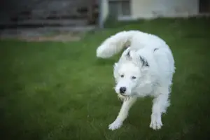 Wer schenkt Elliot ein Zuhause? Bild 3