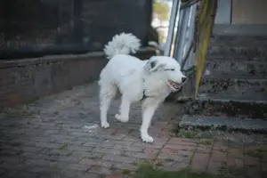 Wer schenkt Elliot ein Zuhause? Bild 6