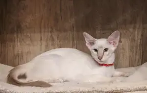 Hübsche Balinesen Kitten suchen ihren Lieblingsmensch