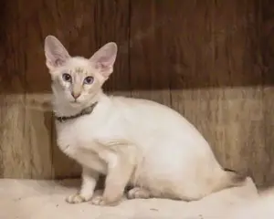 Zauberhafte Balinesen Kitten suchen ihren Lieblingsmenschen