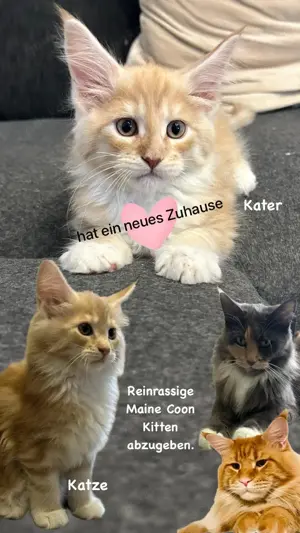 Reinrassige Maine Coon Kitten Mädchen  Katze