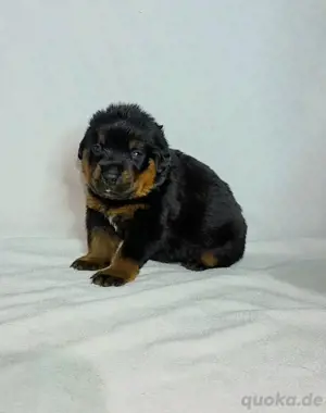 Rottweiler Welpe Rüde mit  ICR-Papieren 