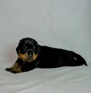 Rottweiler Welpe Rüde mit  ICR-Papieren 