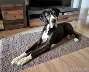 Deutsche Doggen Hündin 