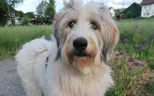 Wuschelhund Aby sucht ihre Menschen