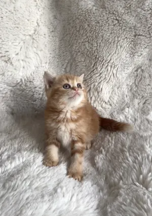 Wundervolle Britisch Kurzhaar Kitten   Gold & Getigert 