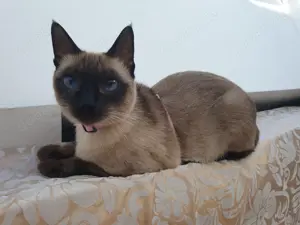 Siam- Deckkater gesucht