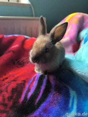 Zwergkaninchen baby 