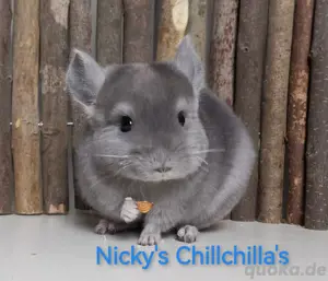 Chinchillas (RPA & RPAt) aus kleiner Hobbyzucht 