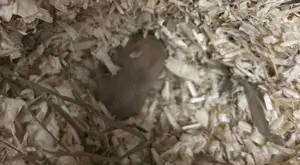 Dsungarische Hamsterbabys