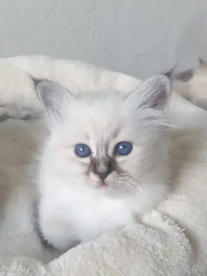 Heilige Birma Kitten
