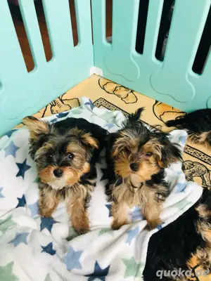 Wunderschöne yorkshire Terrier Welpen Bild 2