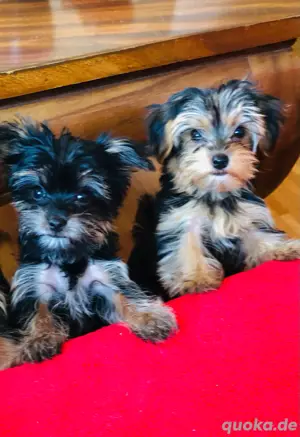Wunderschöne yorkshire Terrier Welpen Bild 3