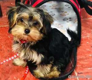Wunderschöne yorkshire Terrier Welpen