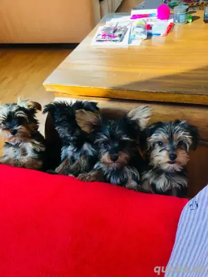 Wunderschöne yorkshire Terrier Welpen Bild 5