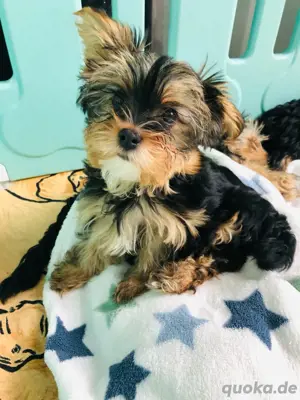 Wunderschöne yorkshire Terrier Welpen Bild 4