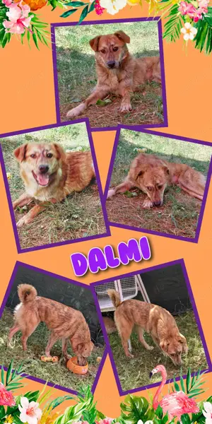 zuckersüßes, liebes, aktives, quirliges Hundemädchen "Dalmi" sucht ein schönes Zuhause