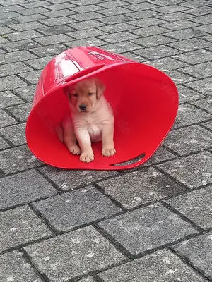 Hund Labrador Retriever Welpe