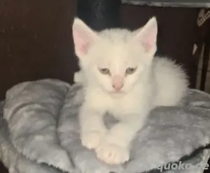 Babykatzen Mixkitten Katzenbabys