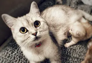 Wunderschöne Britisch Kurzhaar Katzenbabys suchen ein liebevolles Zuhause  Bild 4