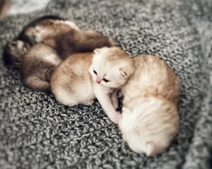 Wunderschöne Britisch Kurzhaar Katzenbabys suchen ein liebevolles Zuhause 