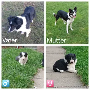 Bordercollie-welpen reinrassig 