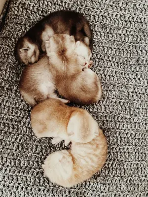 Wunderschöne Britisch Kurzhaar Katzenbabys suchen ein liebevolles Zuhause  Bild 5