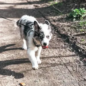 Australian Shepherd mini