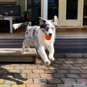 Mini Australian Shepherd 