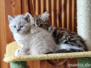 Britisch Kurzhaar Kitten Lennox Twiggy