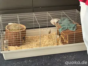2 meerscheinchen mit käfig