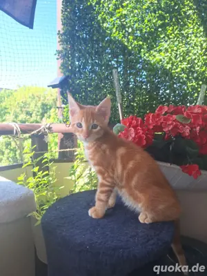 Bengal - Maine Coon - Mix Kitten 