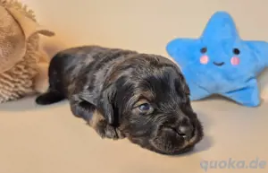 Maltipoo Welpe noch 1 Rüde 