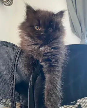 Zauberhafte Kitten suchen ein liebevolles Zuhause 