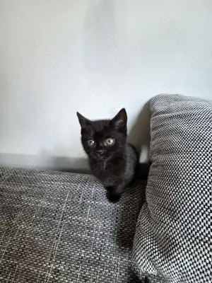 Wunderschöne Kitten
