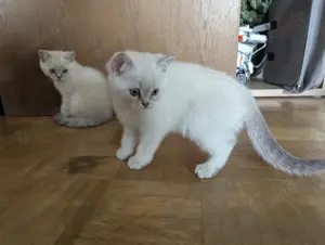 Süße reinrassige Britisch Kurzhaar Kitten - BKH Point Kätzchen