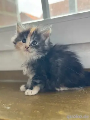 Maine Coon Kitten