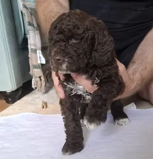Lagotto romagnolo 