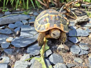 griechische Landschildkröte 2021 testudo hermanni hermanni thh