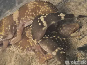 1.1 underwodiisaurus millis + eier Bild 8