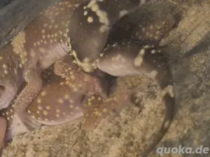 1.1 underwodiisaurus millis + eier Bild 9