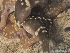 1.1 underwodiisaurus millis + eier Bild 7