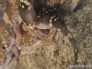 1.1 underwodiisaurus millis + eier Bild 6