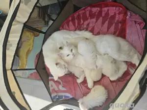 BKH Katzen Bild 3