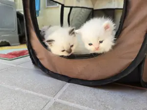BKH Katzen Bild 2